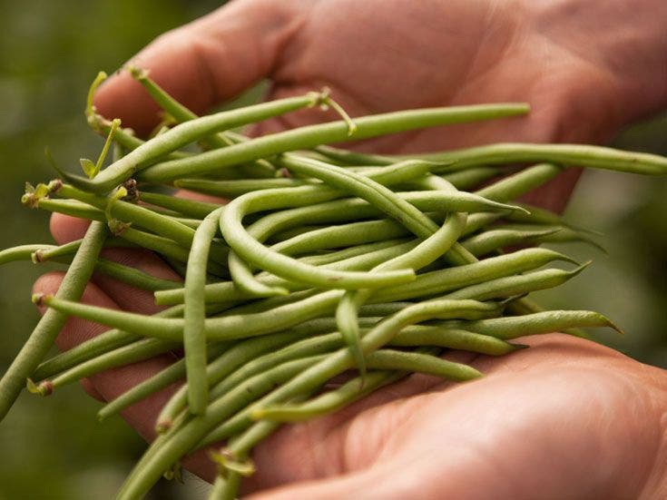 les haricots verts Jardin BiO étic