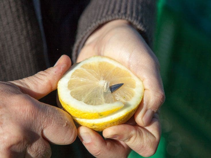 filiere-citron