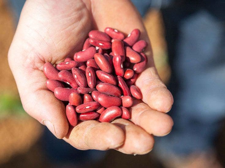 filiere-haricot-rouge