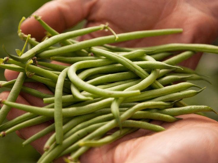 filiere-haricot-vert