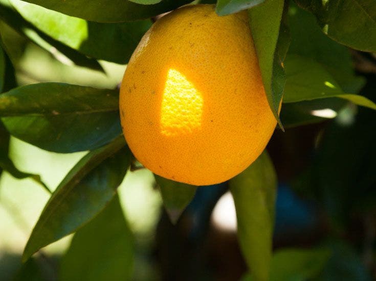 filiere-orange