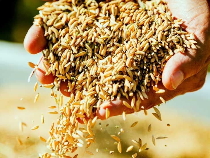 filiere-riz