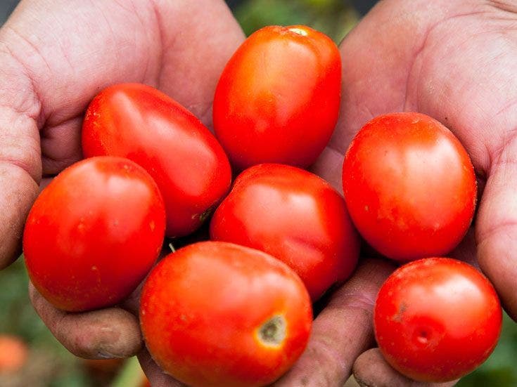 filiere-tomate