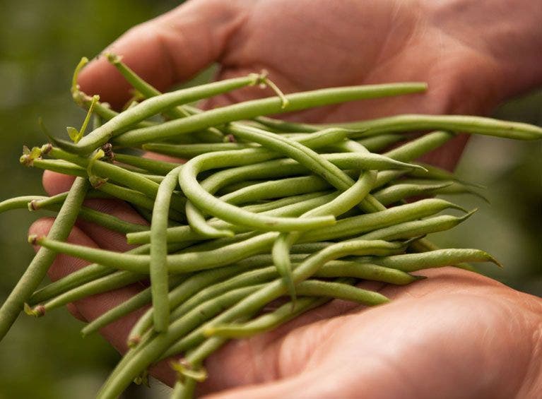les haricots verts Jardin BiO étic