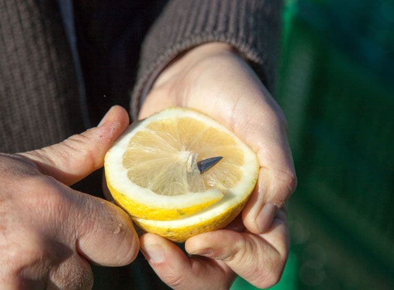 filiere-citron
