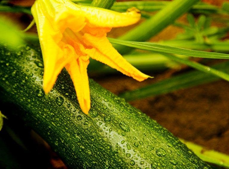 filiere-courgette