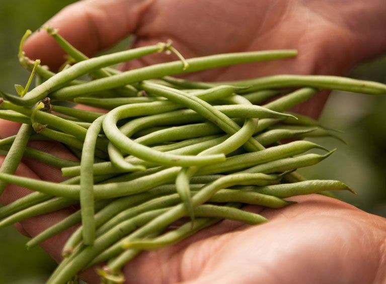 filiere-haricot-vert