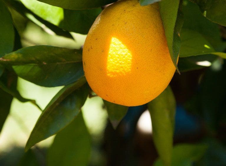 filiere-orange