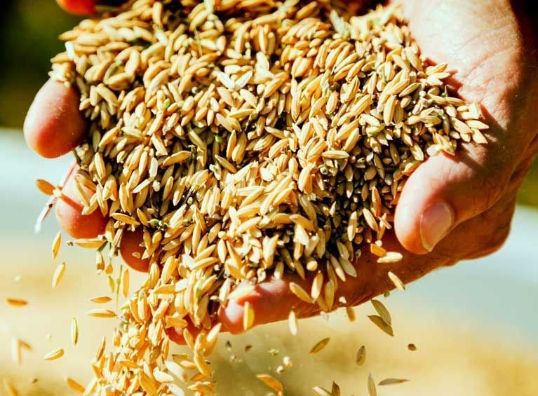 filiere-riz