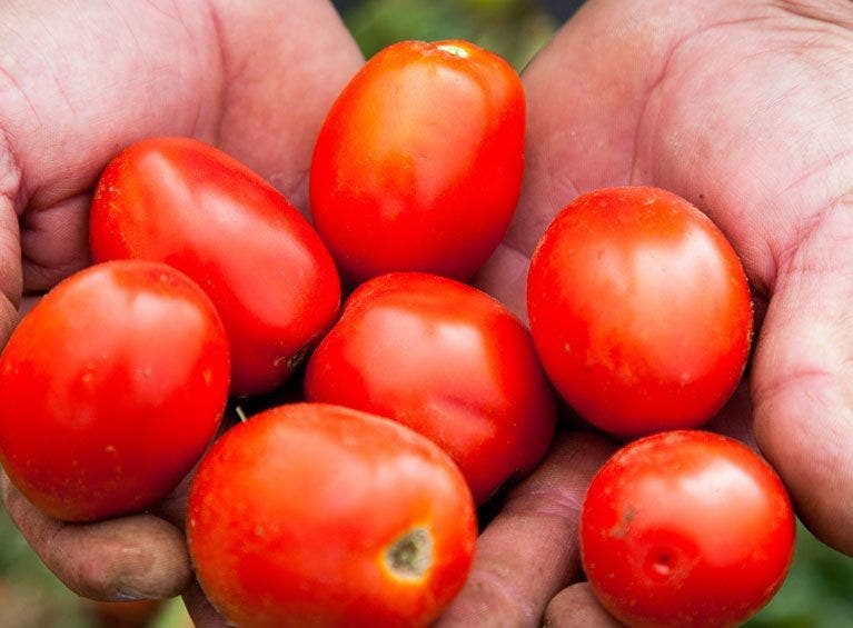filiere-tomate