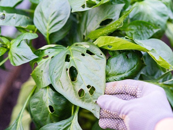 repousser-parasites-list