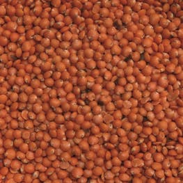 Lentilles corail - bio - JARDIN BIO