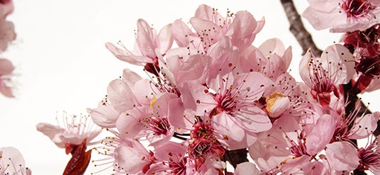 Déo-soin Amande Bio éco-spray - SO BIO ETIC