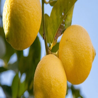 Pur Jus Citron Vert - JARDIN BIO