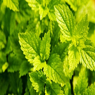 Infusion Thym Menthe - bio - JARDIN BIO