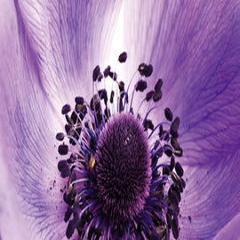 Mousse intime à la Fleur de Mauve Bio - SO BIO ETIC