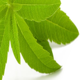 Huile essentielle Verveine Exotique Bio - SO BIO ETIC