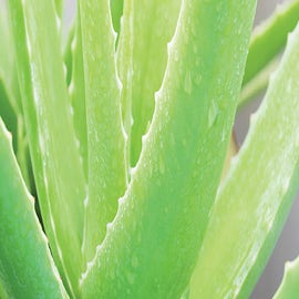 Crème Soyeuse Hydratante Aloe Vera - NATESSANCE