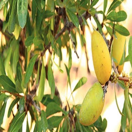 Shampooing nourrissant Argan  - NATESSANCE