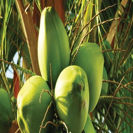 Shampooing hydratant douceur Coco - NATESSANCE