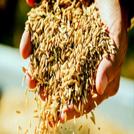 Riz de Camargue semi-complet - bio - JARDIN BIO