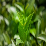 Thé vert orange bergamote - bio - JARDIN BIO