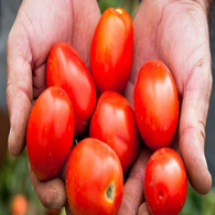 Sauce tomate provençale - bio - JARDIN BIO