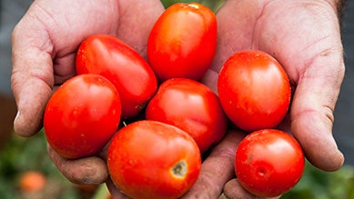 La filiere tomate d'Italie