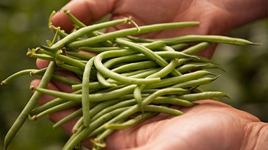 la filière haricot vert de vienne