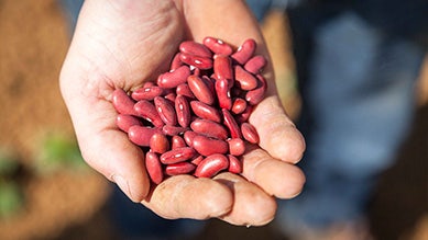 filiere haricots rouges et flageolets