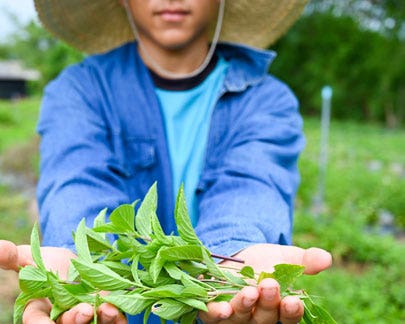 Les producteurs JOM BAO
