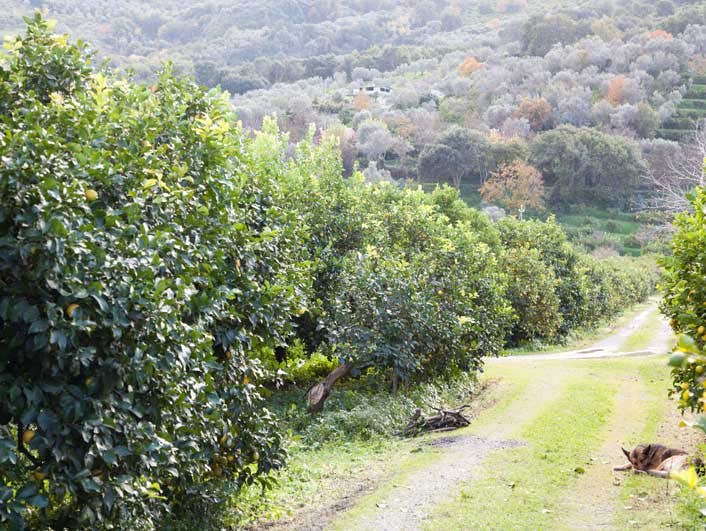 filiere citron italie