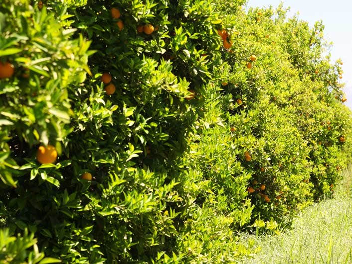 filiere-orange-grece