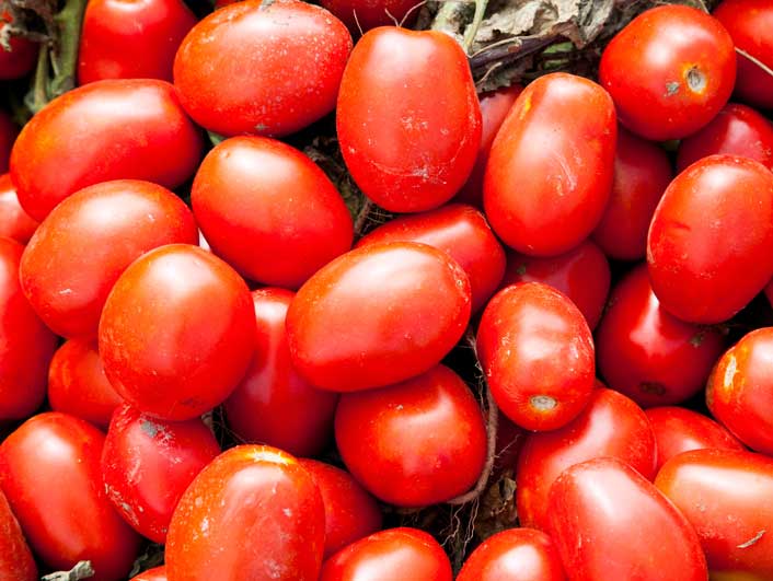 filiere tomate italie