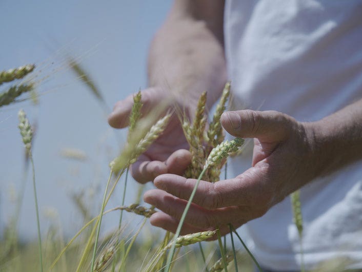 D&eacute;couvrez Emmmanuel Marchand, agriculteur bio qui cultive le bl&eacute; de nos g&acirc;teaux Jardin BiO &eacute;tic.