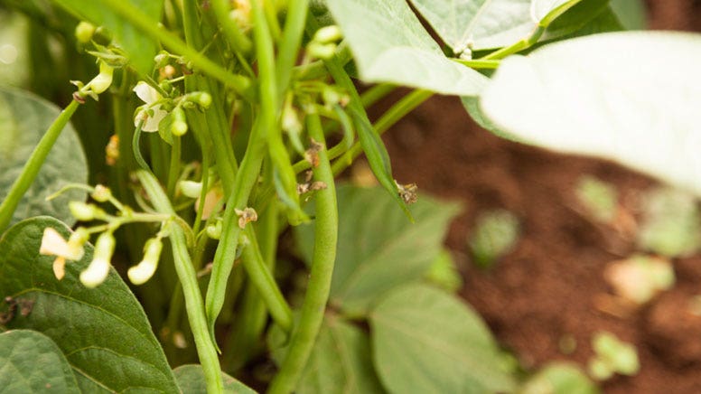 beurre de cacahuète Jardin BiO étic