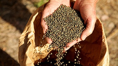 filière lentille de Vendée