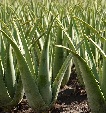 L'Aloe vera bio SO BiO étic