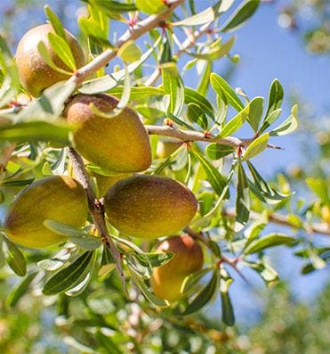 L'Argan, filière SO BiO étic