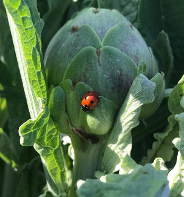 filière-artichaut-gusti-amo-bio filière artichaut gusti amo bio