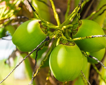 La Coco bio SO BiO étic