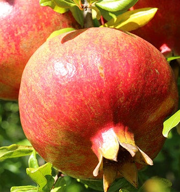 La Grenade bio SO BiO étic