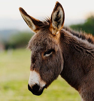 Le lait d'Ânesse SO BiO étic