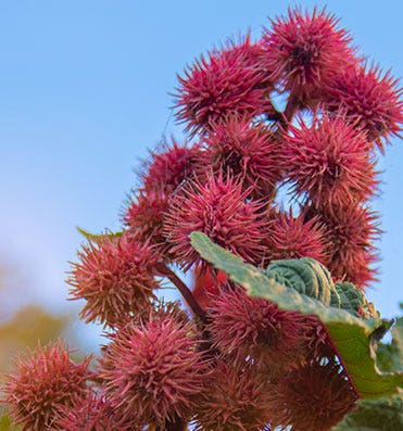 Le Ricin bio SO BiO étic