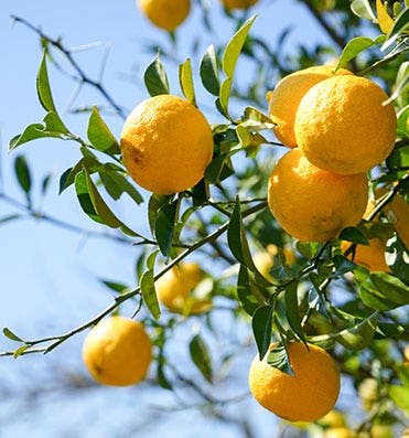 Le Yuzu bio SO BiO étic